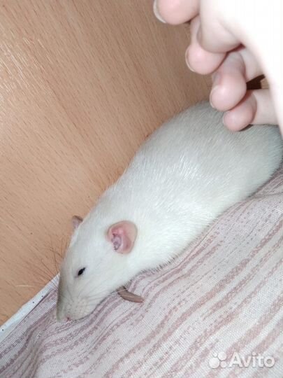 Крыса дамбо сиамская и рэкс