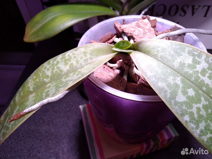 Орхидея фаленопсис Стюартиана (отцветашка)