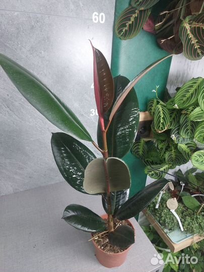 Фикус эластика абиджан