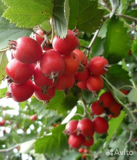 Саженцы боярышника