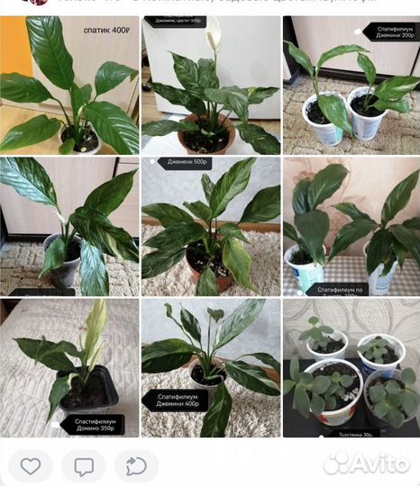 Комнатные цветы