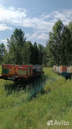 Цветочный мед