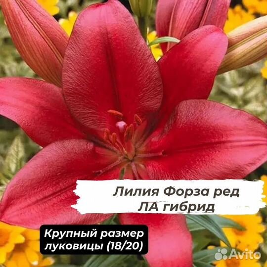 Лилия LA