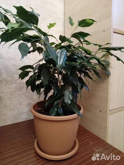 Бенджамина