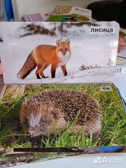 Умница мир на ладошке