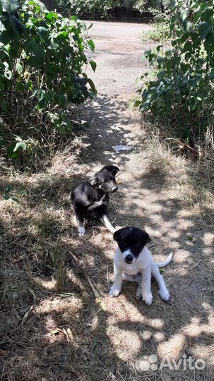 Щенок ищет дом