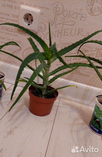 Алоэ лечебный 20-30см