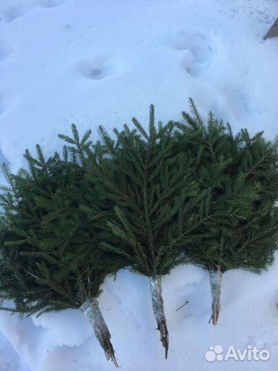 Лапник еловый