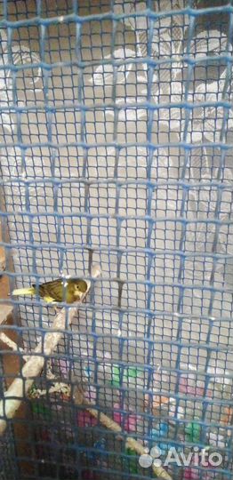 Канарейки 3 самца 2 самки с клеткой