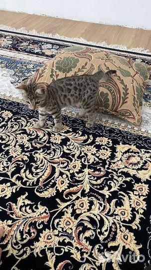 Бенгальский котенок