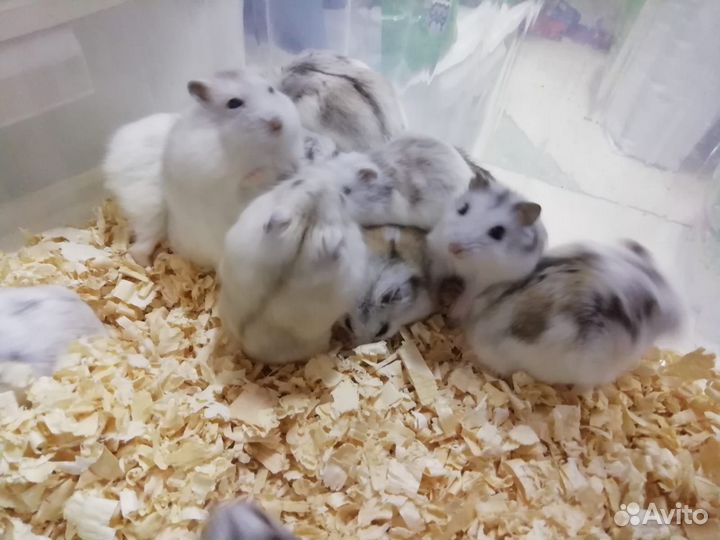Джунгарский хомячок
