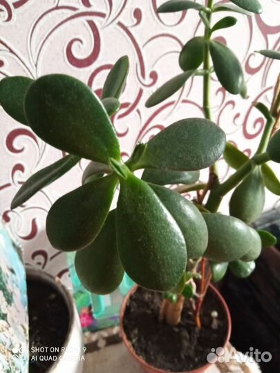 Цветок толстянка