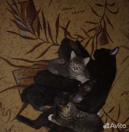 Котята в добрые руки