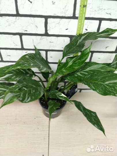 Спатифиллум даймонд