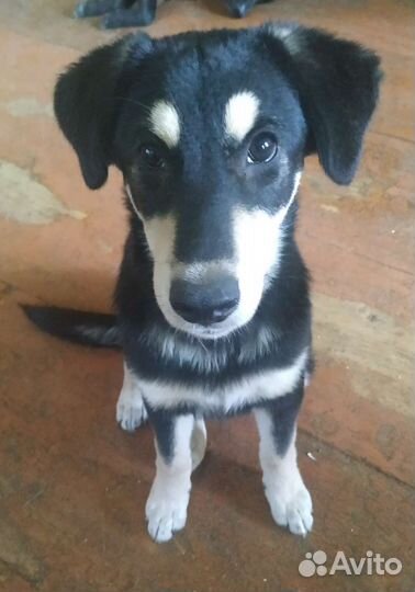 Собаки щенки бесплатно