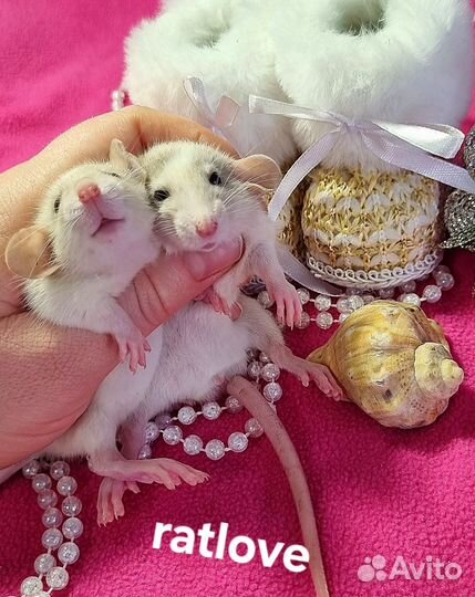 Крысята от ratlove