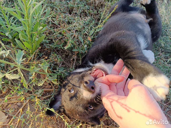 Щенок мальчик