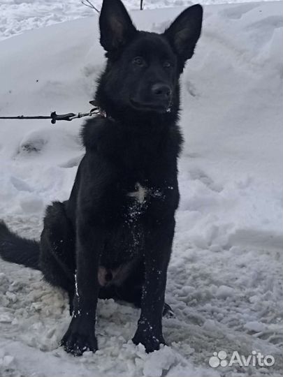 Овчаристый щенок