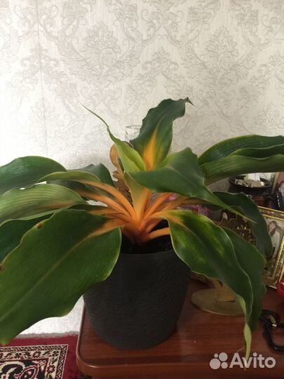 Хлорофитум Грин Оранж