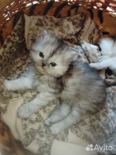 Персидские котята