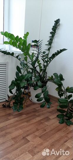 Продаётся замиокулькас