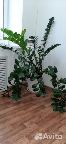 Продаётся замиокулькас