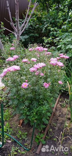 Хризантемы многолетние