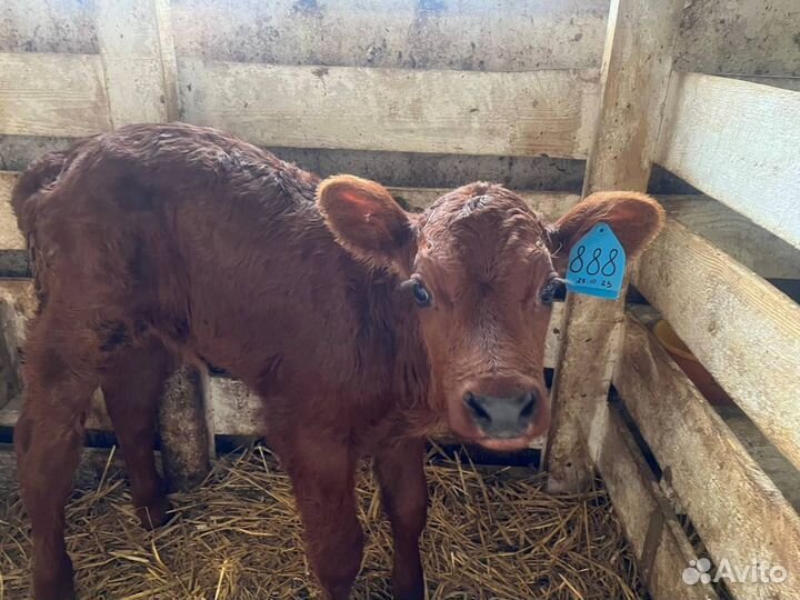Телята бычки быстрая и бесплатная доставка