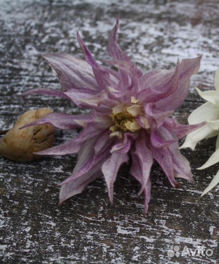 Княжик Purple Dream