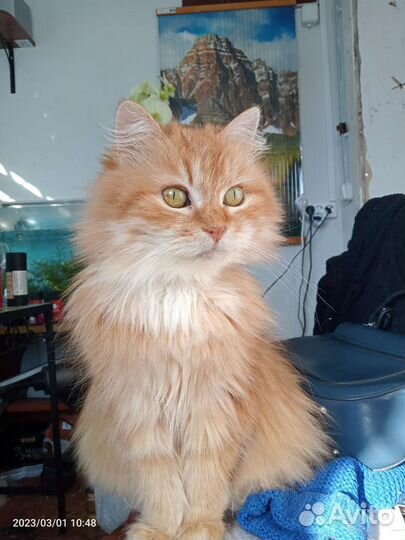 Кошка в дар бесплатно