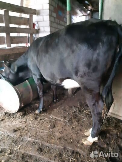 Тёлка стельная