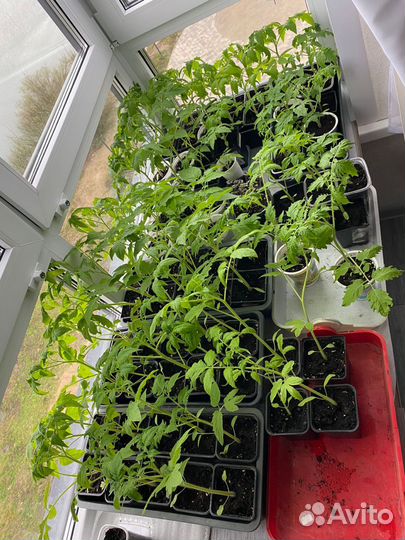 Рассада помидор