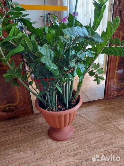 Замиокулькас