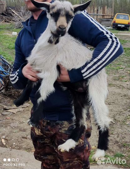 Продам козлика