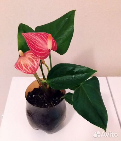 Комнатные цветы,растения: Антуриум Ливиум рубин