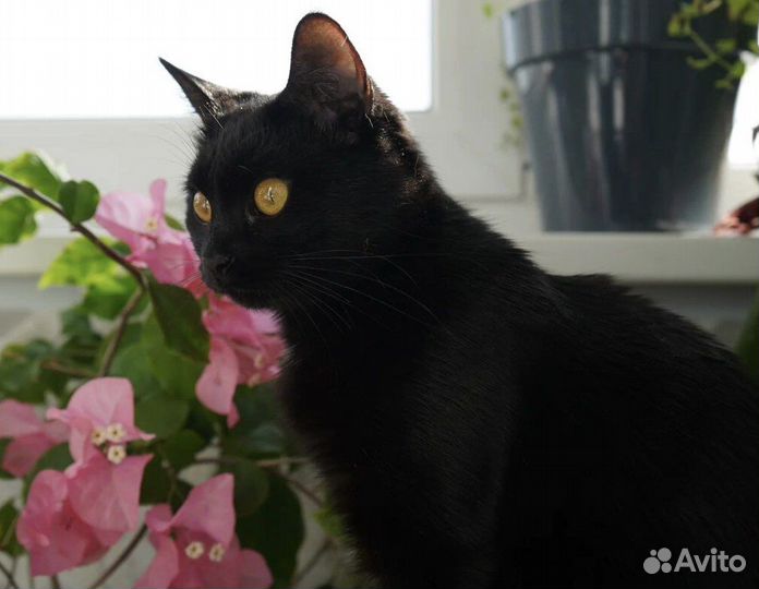 Багира в поиске дома