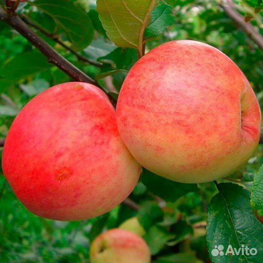Саженцы яблони