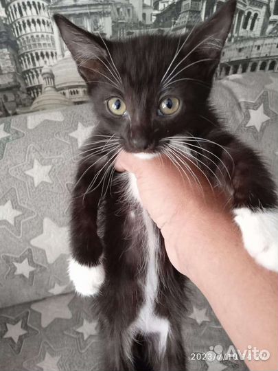 Котята в дар