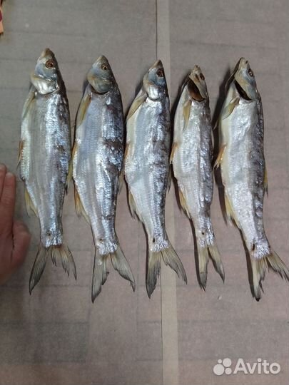 Рыба вяленая и холодного копчения