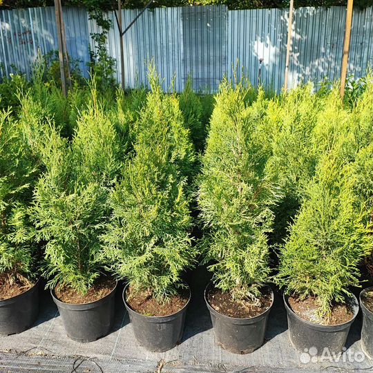 Туя Смарагд