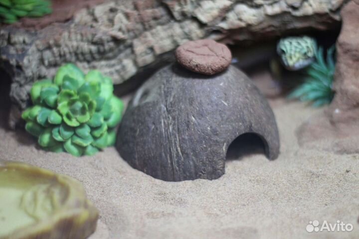 Террариум для рептилий