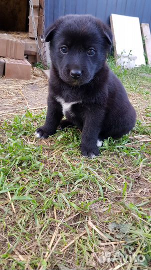 Щенки бесплатно