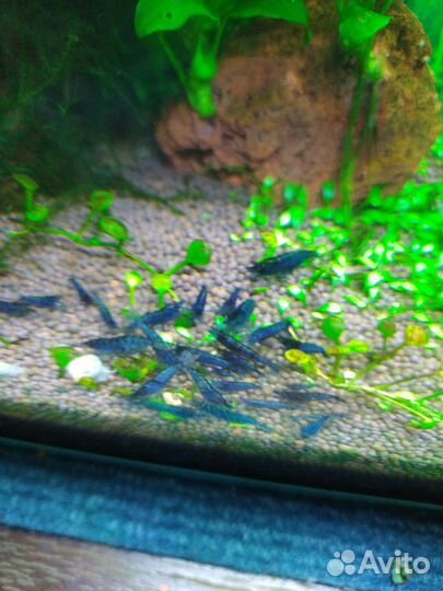 Креветки Блюдрим