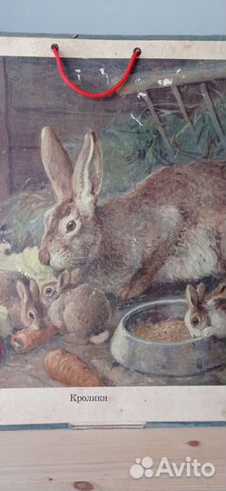 Постер/плакат/ пособие дет. садов/ ссср/кролики