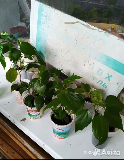 Сортовые гибискусы