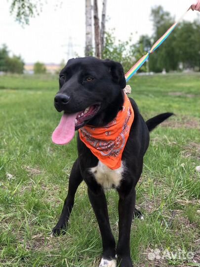 Собака из приюта