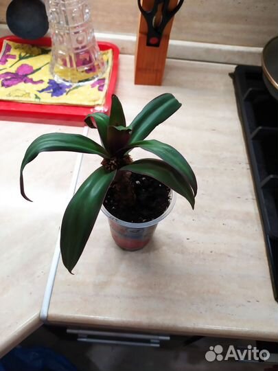 Традесканция рео