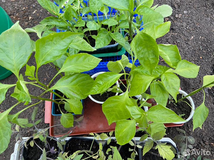 Рассада помидор перцев