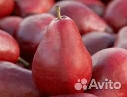 Саженцы груши