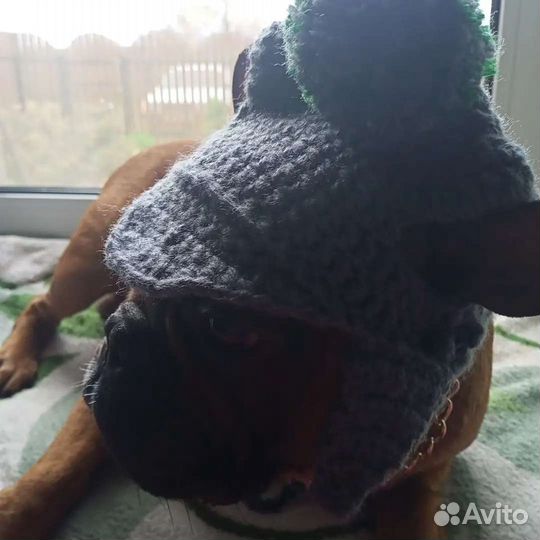 Шапочка для собачки